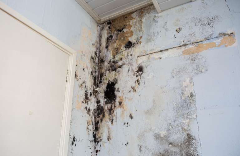 Mold